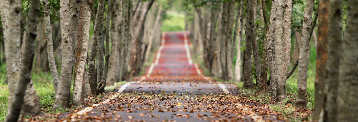 Klimafreundliche Mobilität | Bildnachweis: © pixabay